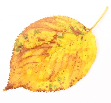 福岡県　福岡市　外壁塗装　屋根塗装　雨漏り　防水工事　塗装専門店　スターペイント