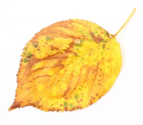 福岡　外壁塗装　屋根塗装　雨漏り　防水工事　スターペイント　専門店　ショールーム　施工事例