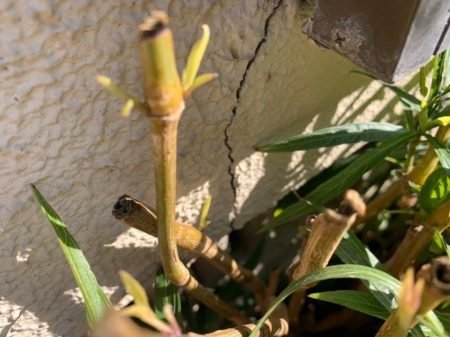 福岡　外壁塗装　屋根塗装　雨漏り　防水工事　スターペイント　専門店　ショールーム　施工事例