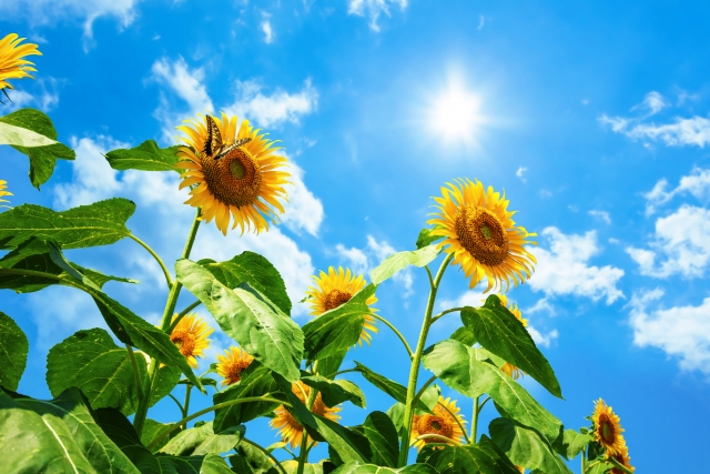 夏場の施工って？？　福岡　外壁塗装　屋根塗装　防水工事　専門店　スターペイント　20200825